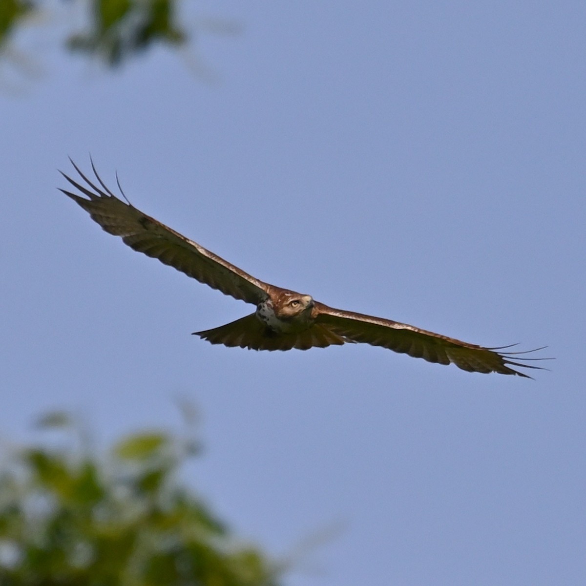 Red-tailed Hawk (borealis) - ML618691886