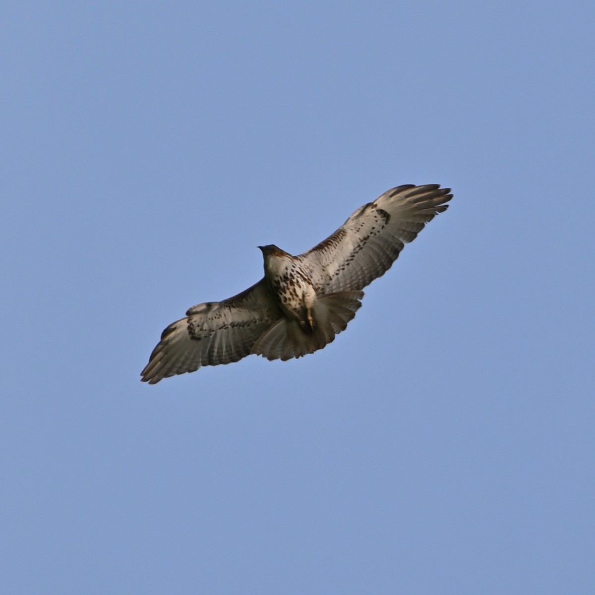 Red-tailed Hawk (borealis) - ML618691887