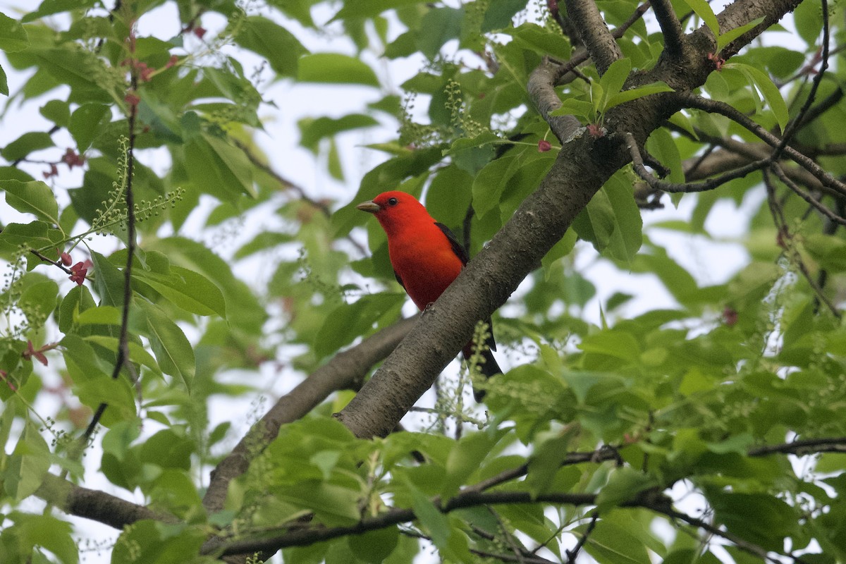 Scarlet Tanager - ML618691907