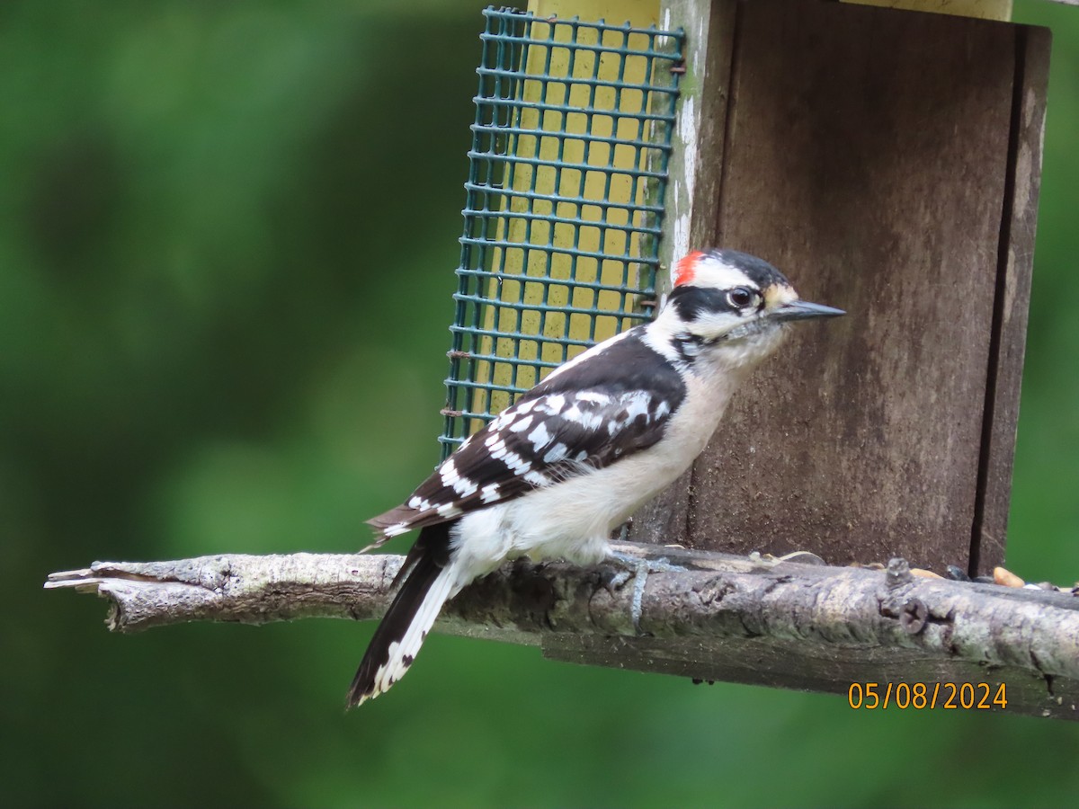Downy Woodpecker - ML618691916