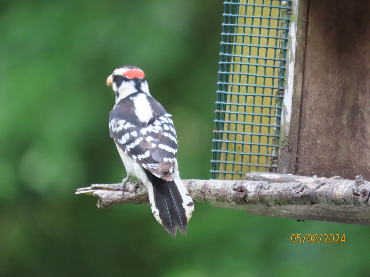 Downy Woodpecker - ML618691918