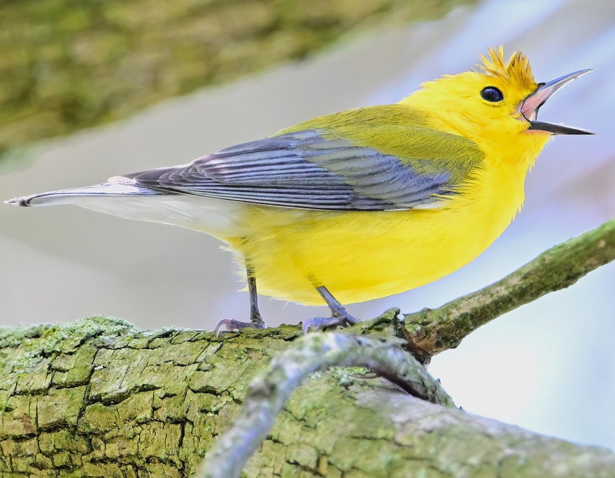 Prothonotary Warbler - ML618691938