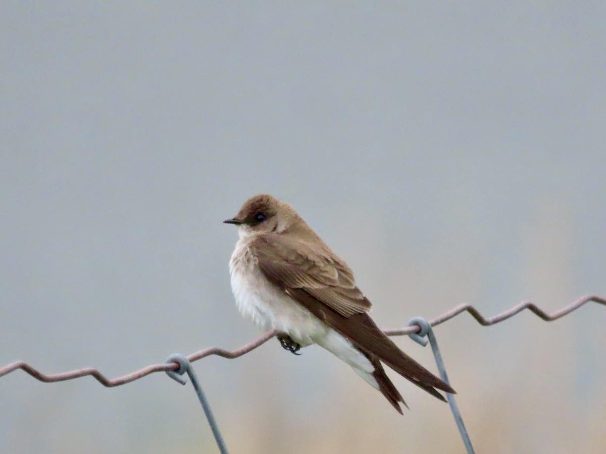 Northern Rough-winged Swallow - ML618691949