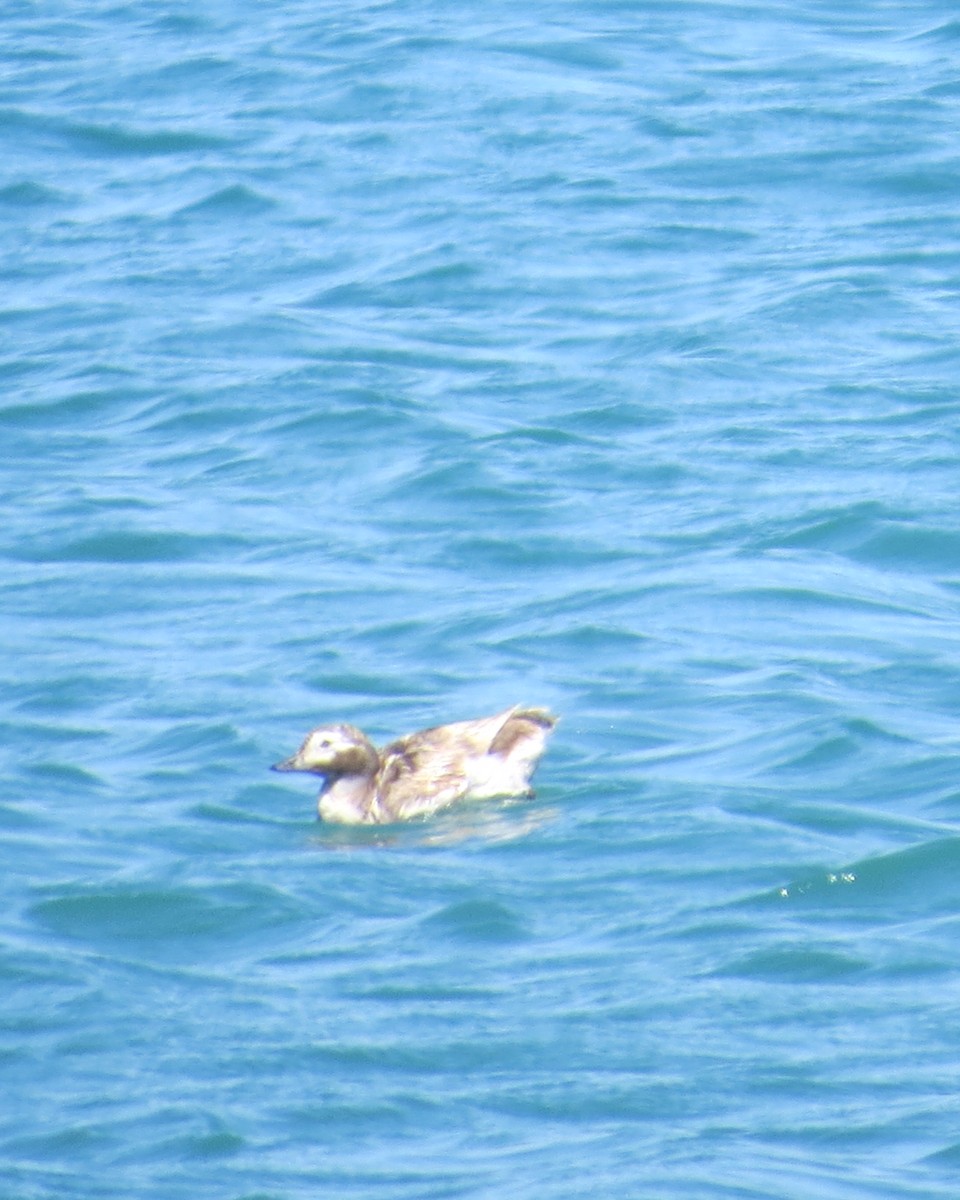 Long-tailed Duck - ML618691986