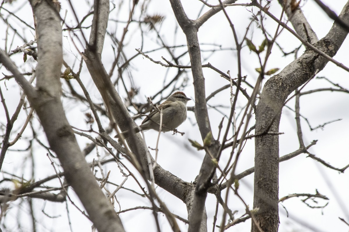 Chipping Sparrow - ML618692028