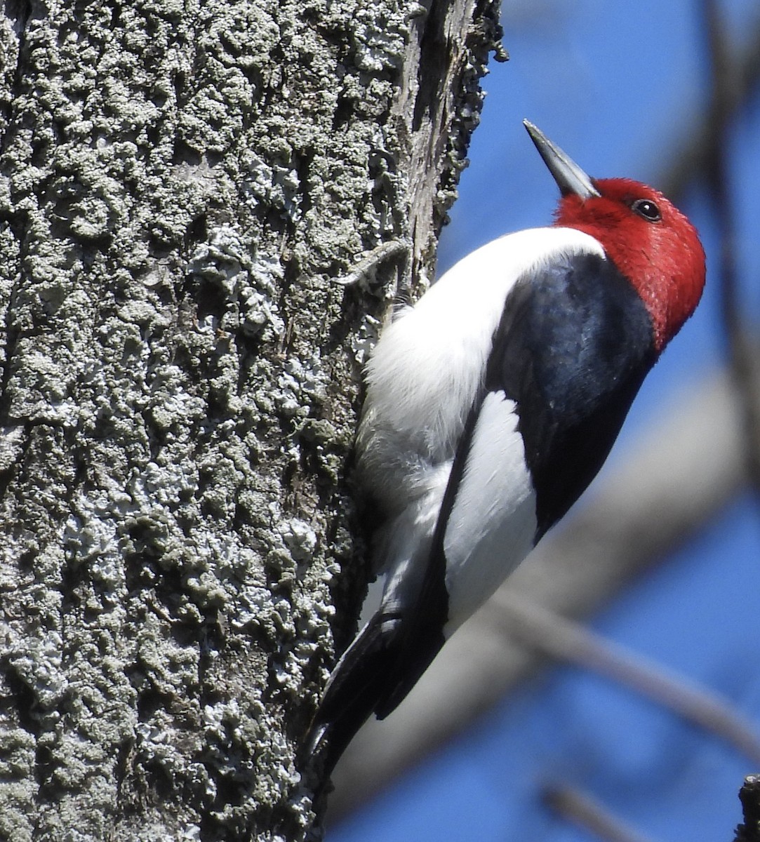 Red-headed Woodpecker - ML618692046