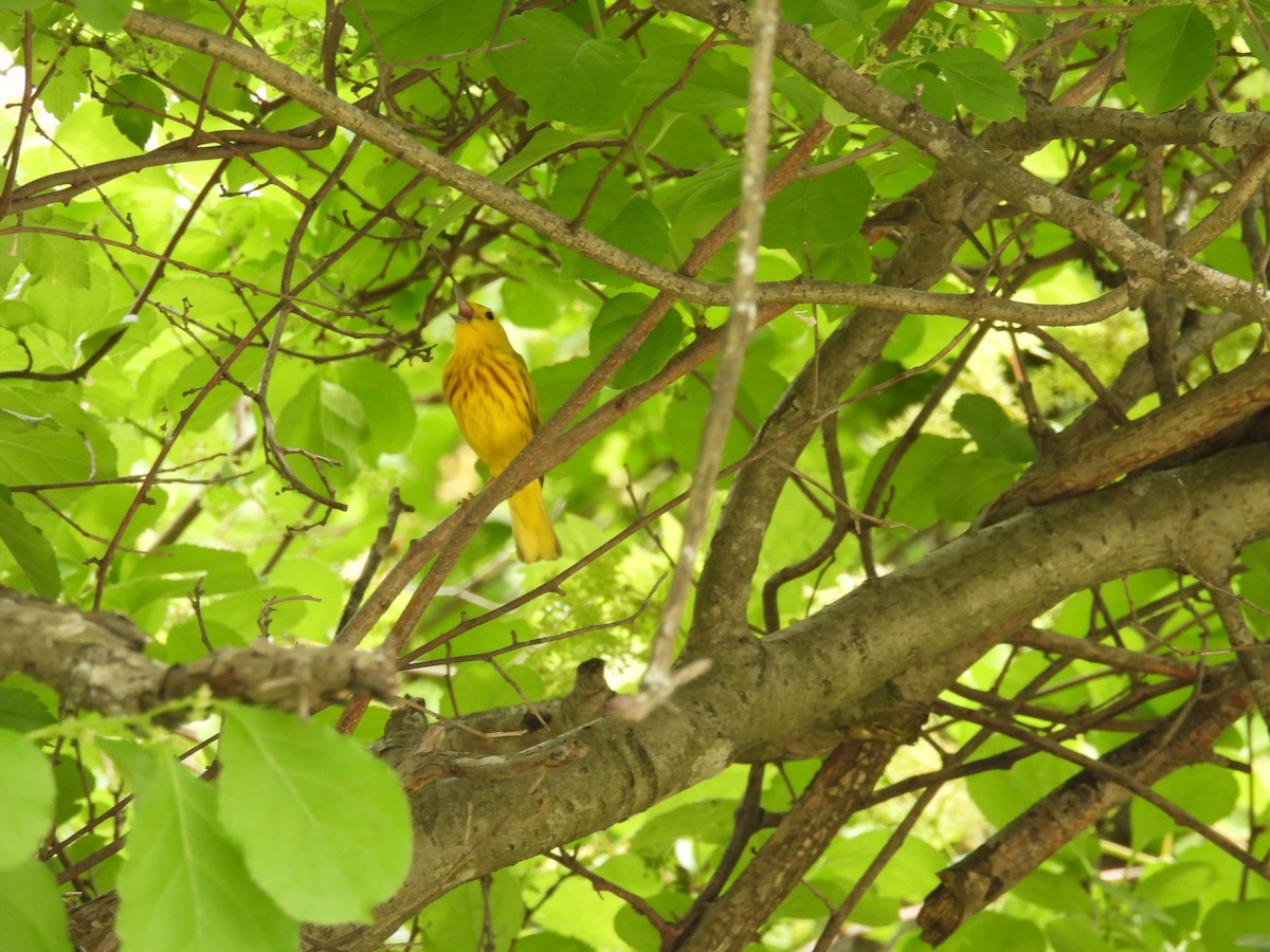 Yellow Warbler - ML618692049
