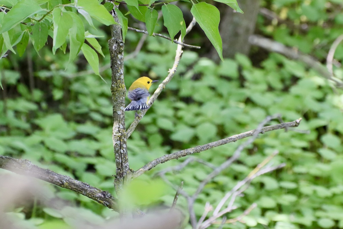 Prothonotary Warbler - ML618692052