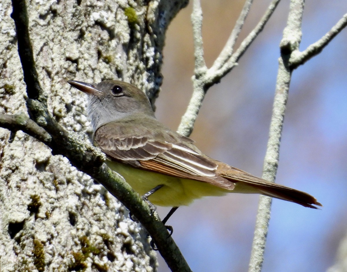 Great Crested Flycatcher - ML618692090