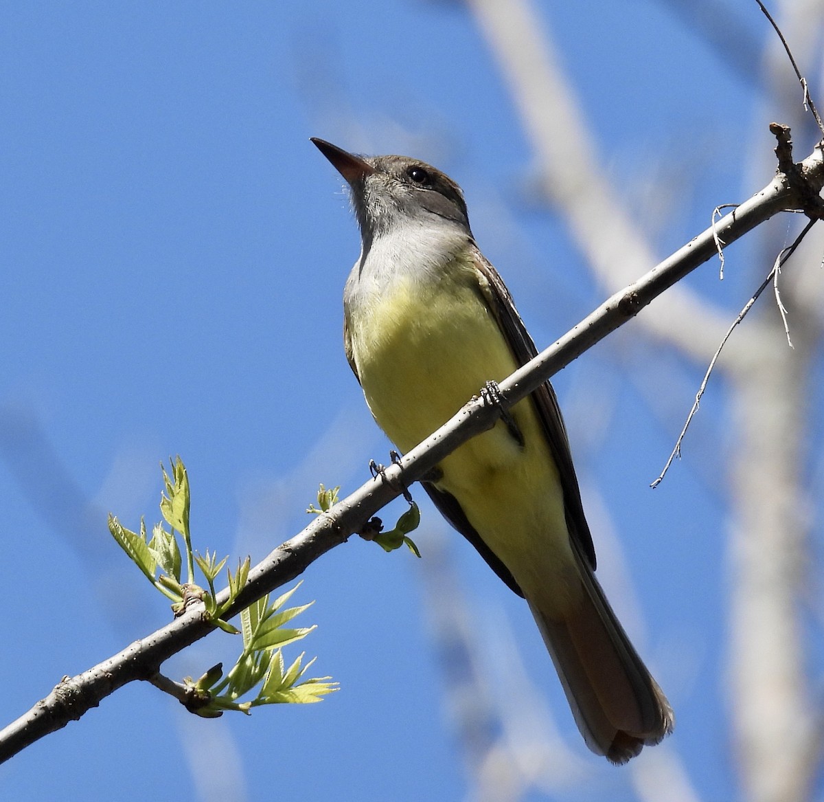 Great Crested Flycatcher - ML618692091