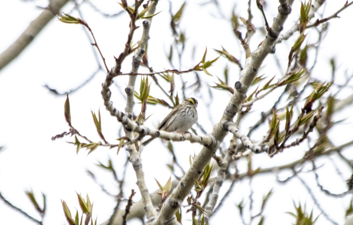 Savannah Sparrow - ML618692120
