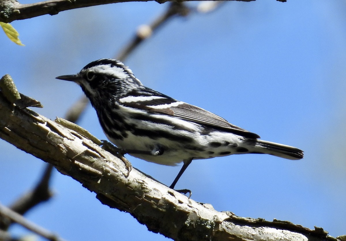 Black-and-white Warbler - ML618692121