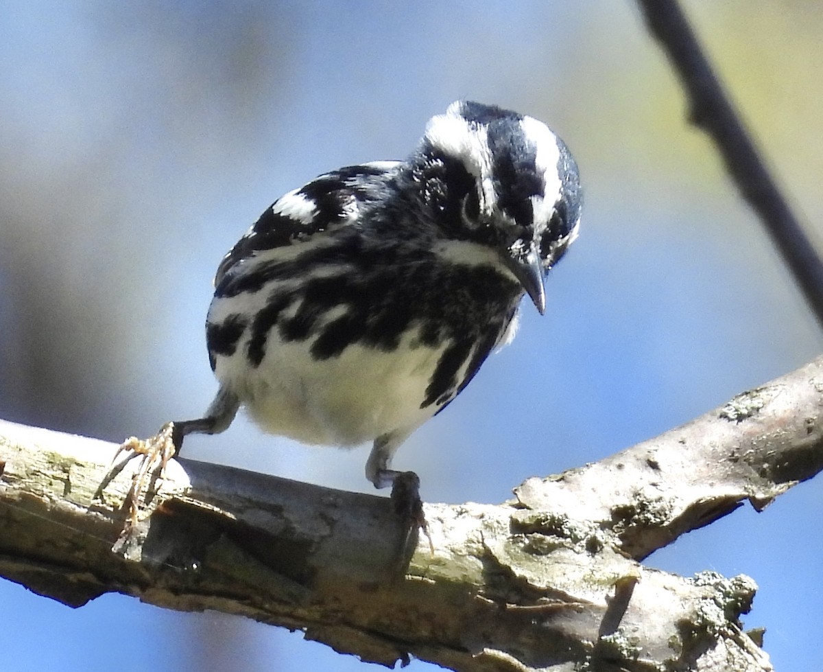 Black-and-white Warbler - ML618692122