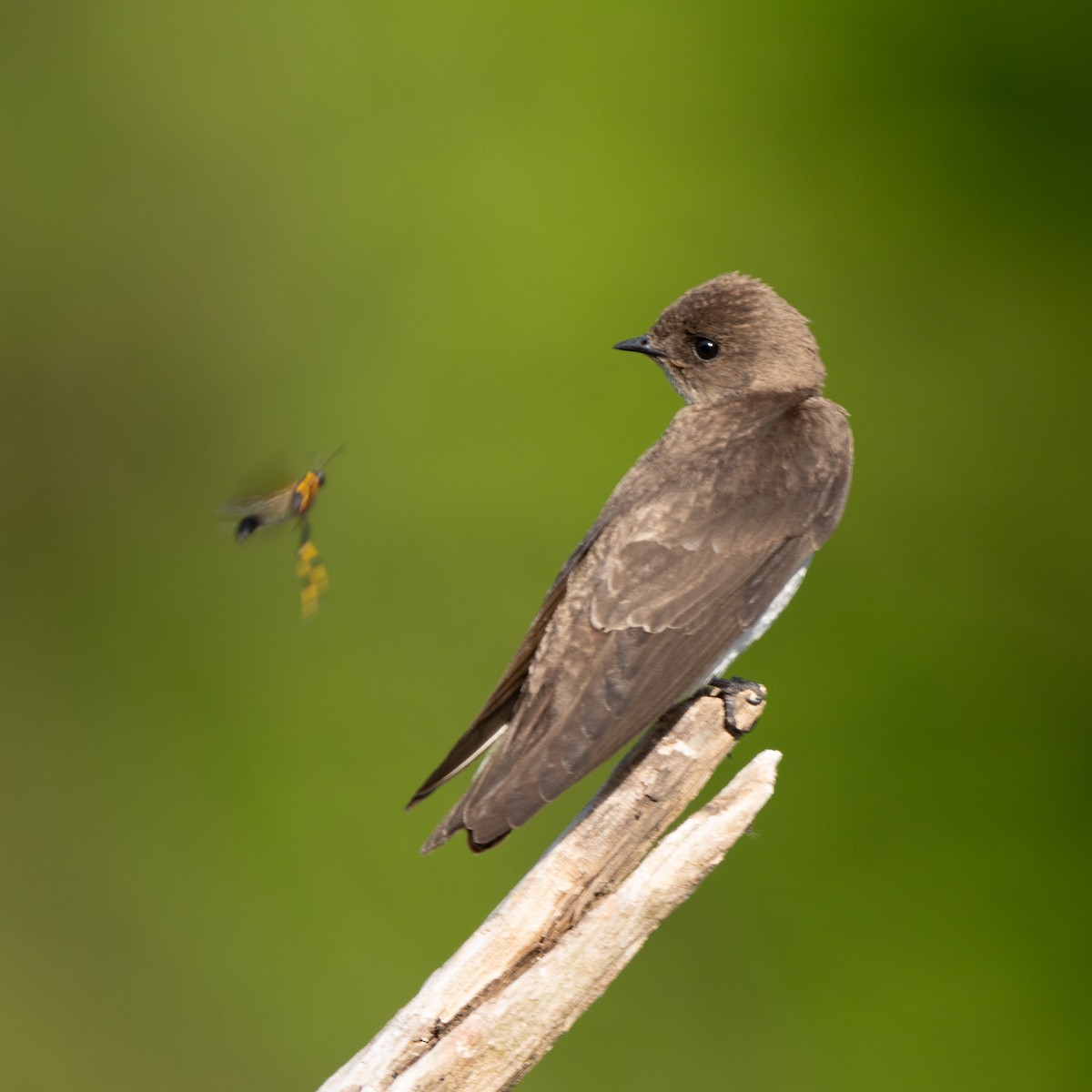 Northern Rough-winged Swallow - ML618692126