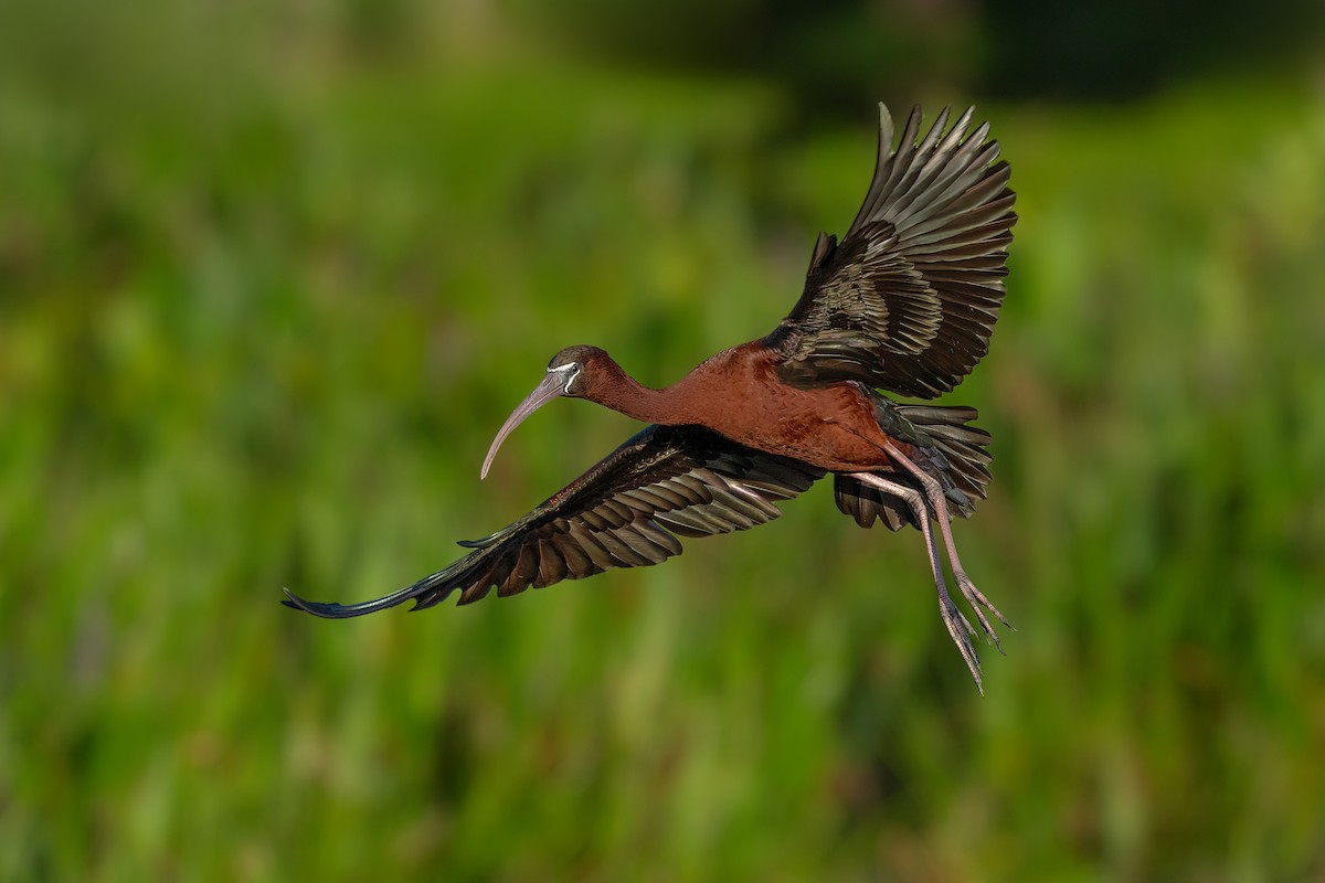 ibis hnědý - ML618692127