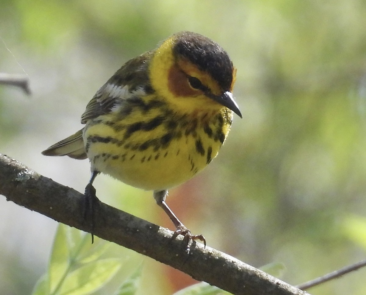 Cape May Warbler - ML618692128