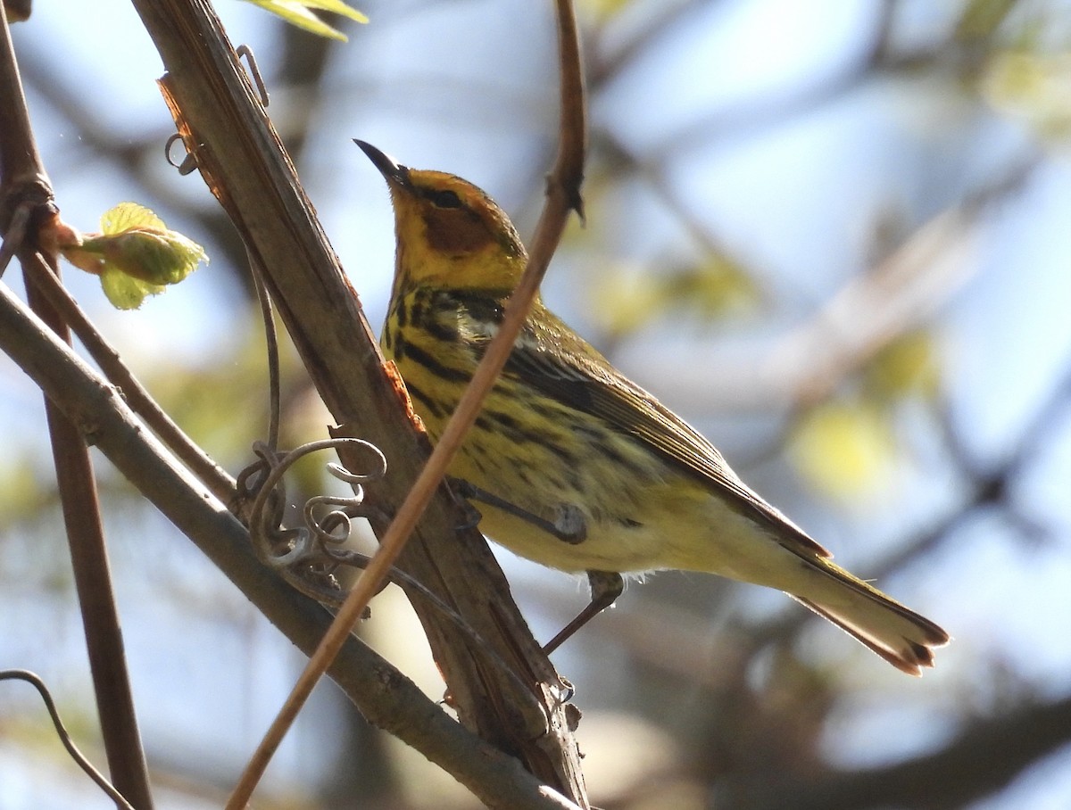 Cape May Warbler - ML618692129