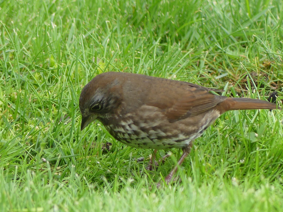Fox Sparrow (Sooty) - ML618692133