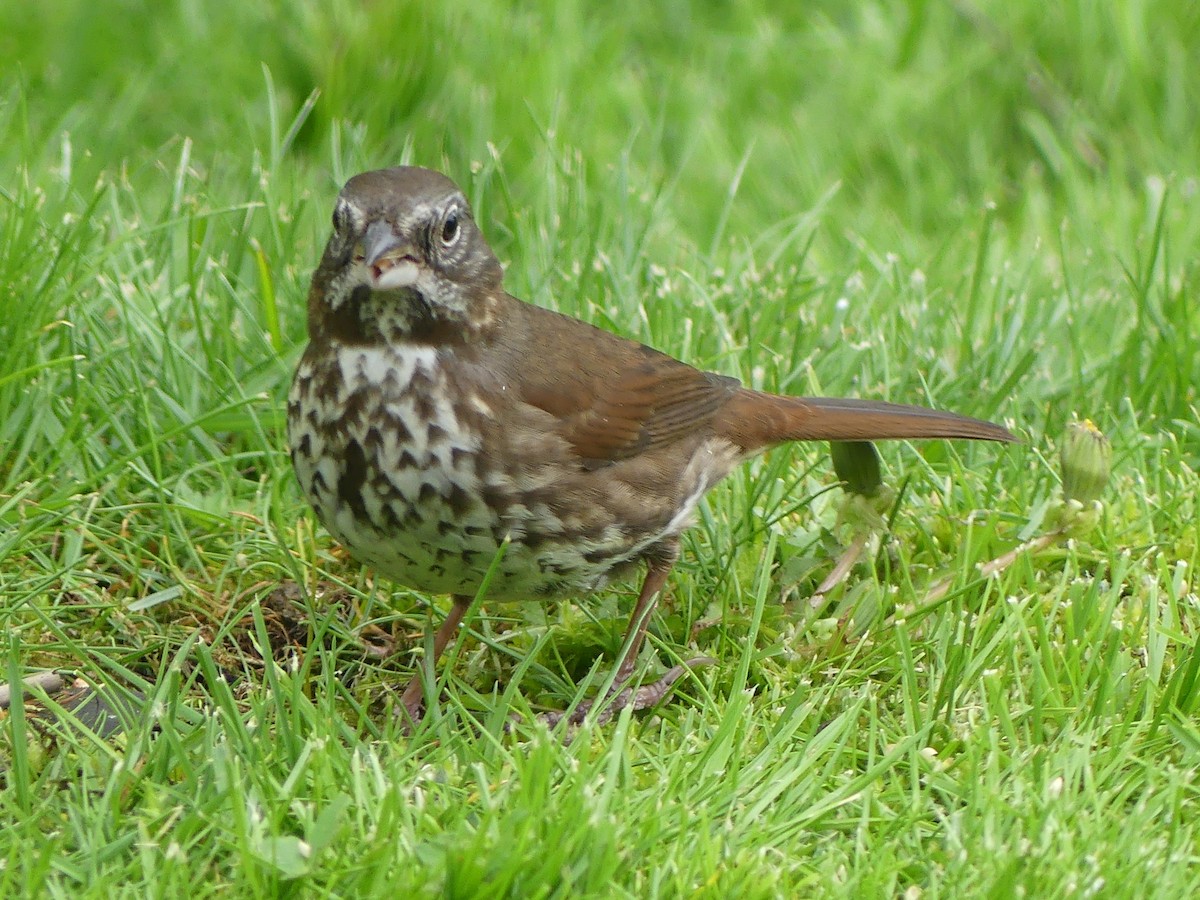 Fox Sparrow (Sooty) - ML618692138