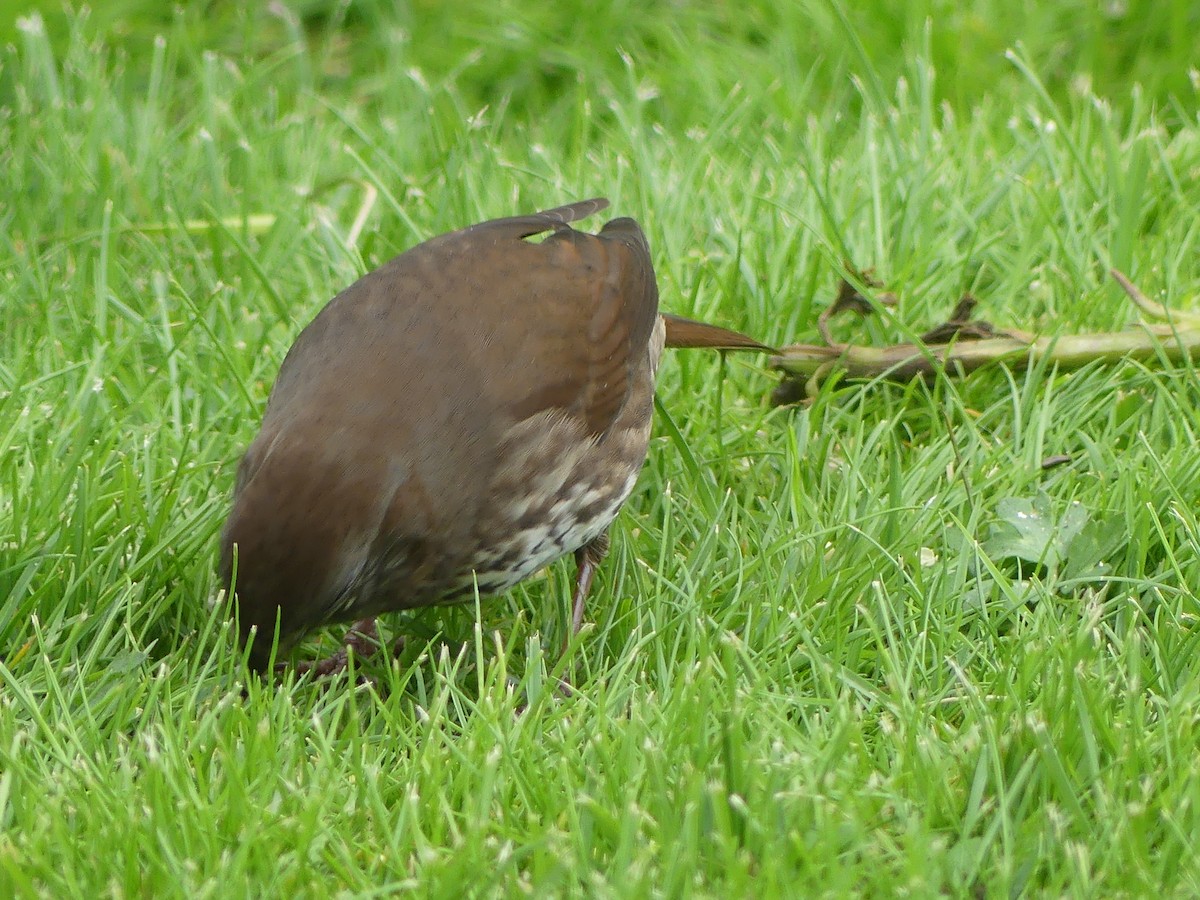 Fox Sparrow (Sooty) - ML618692139