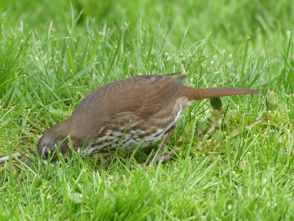 Fox Sparrow (Sooty) - ML618692140