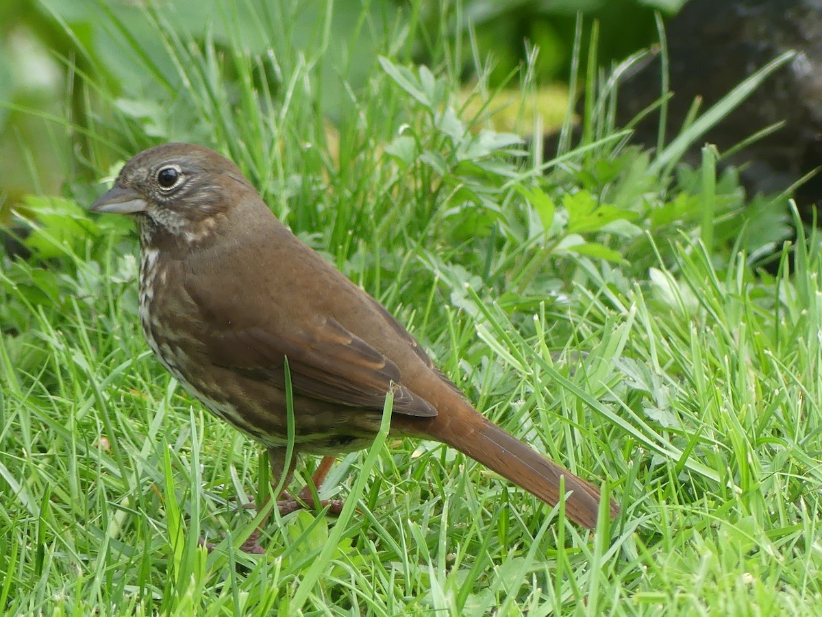 Fox Sparrow (Sooty) - ML618692141