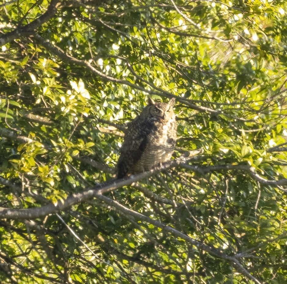 Great Horned Owl - ML618692155