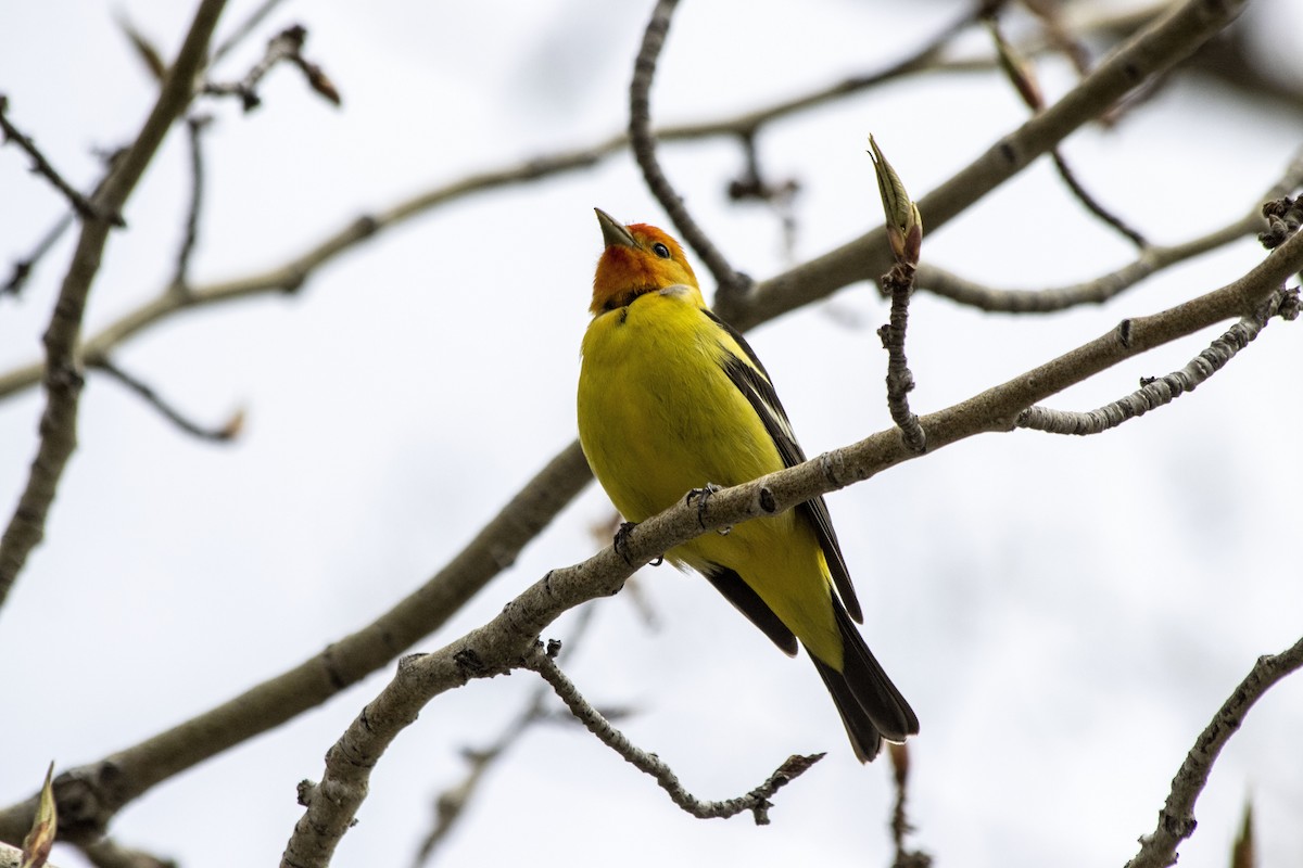 Western Tanager - ML618692233