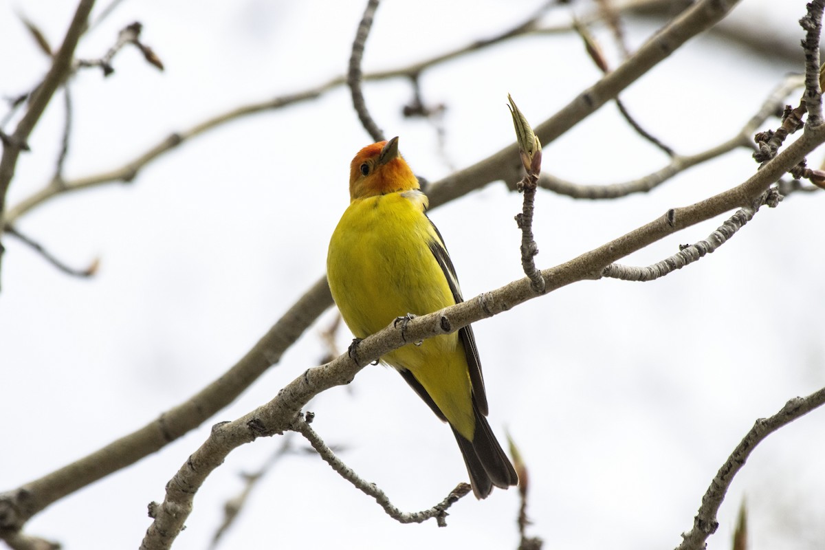 Western Tanager - ML618692236