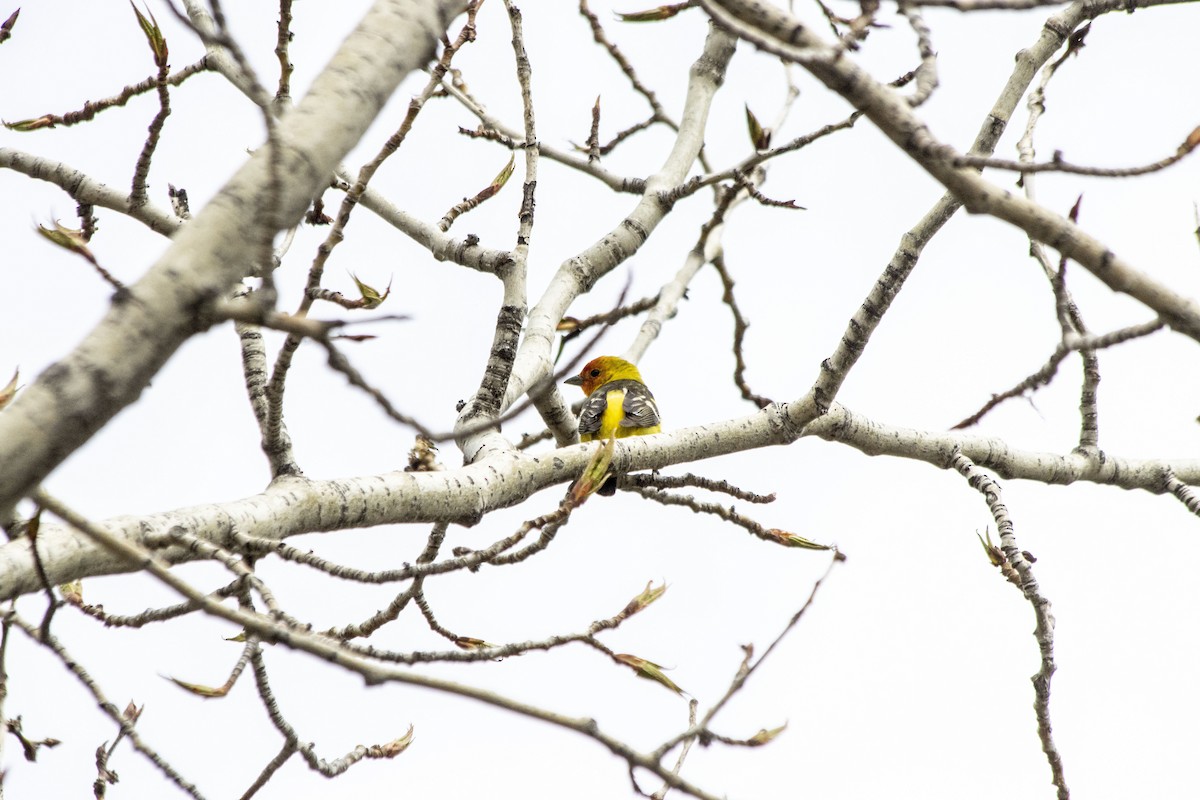 Western Tanager - ML618692237