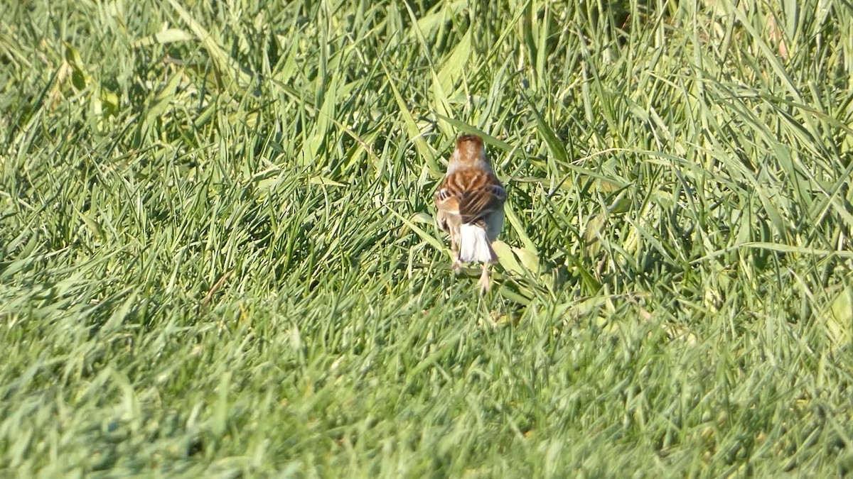Field Sparrow - ML618692238