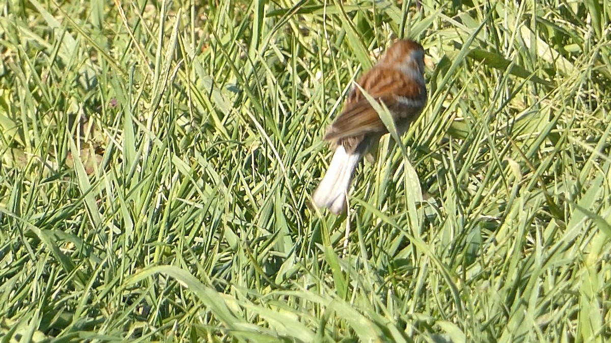 Field Sparrow - ML618692239