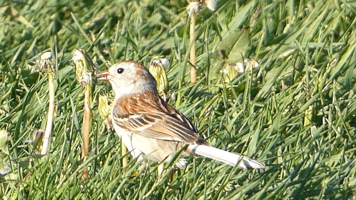 Field Sparrow - ML618692243