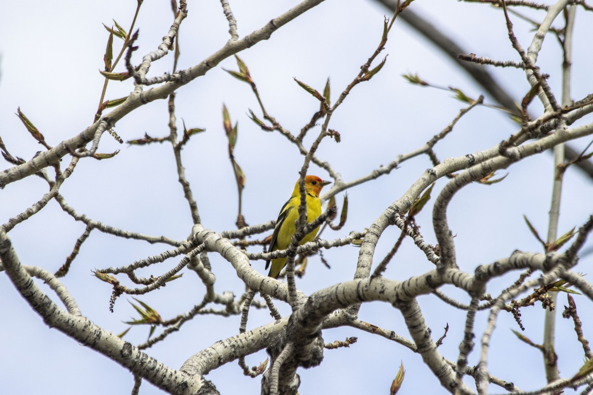Western Tanager - ML618692245