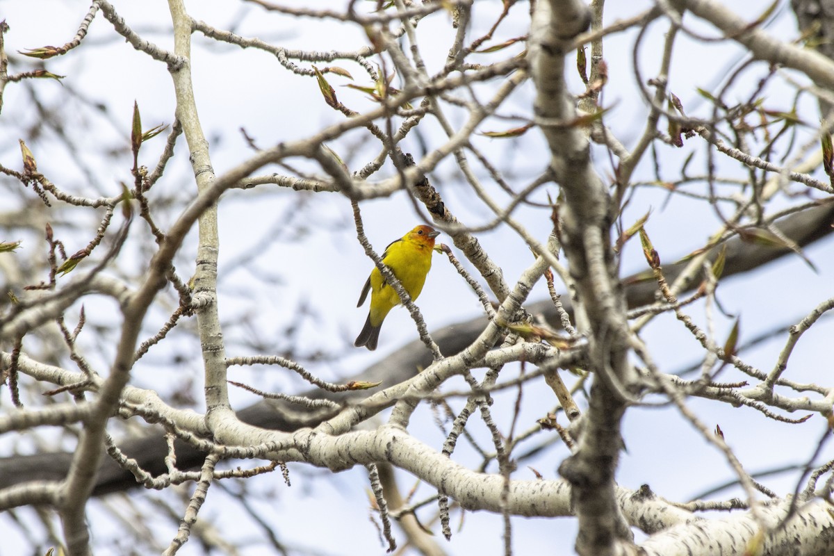 Western Tanager - ML618692246