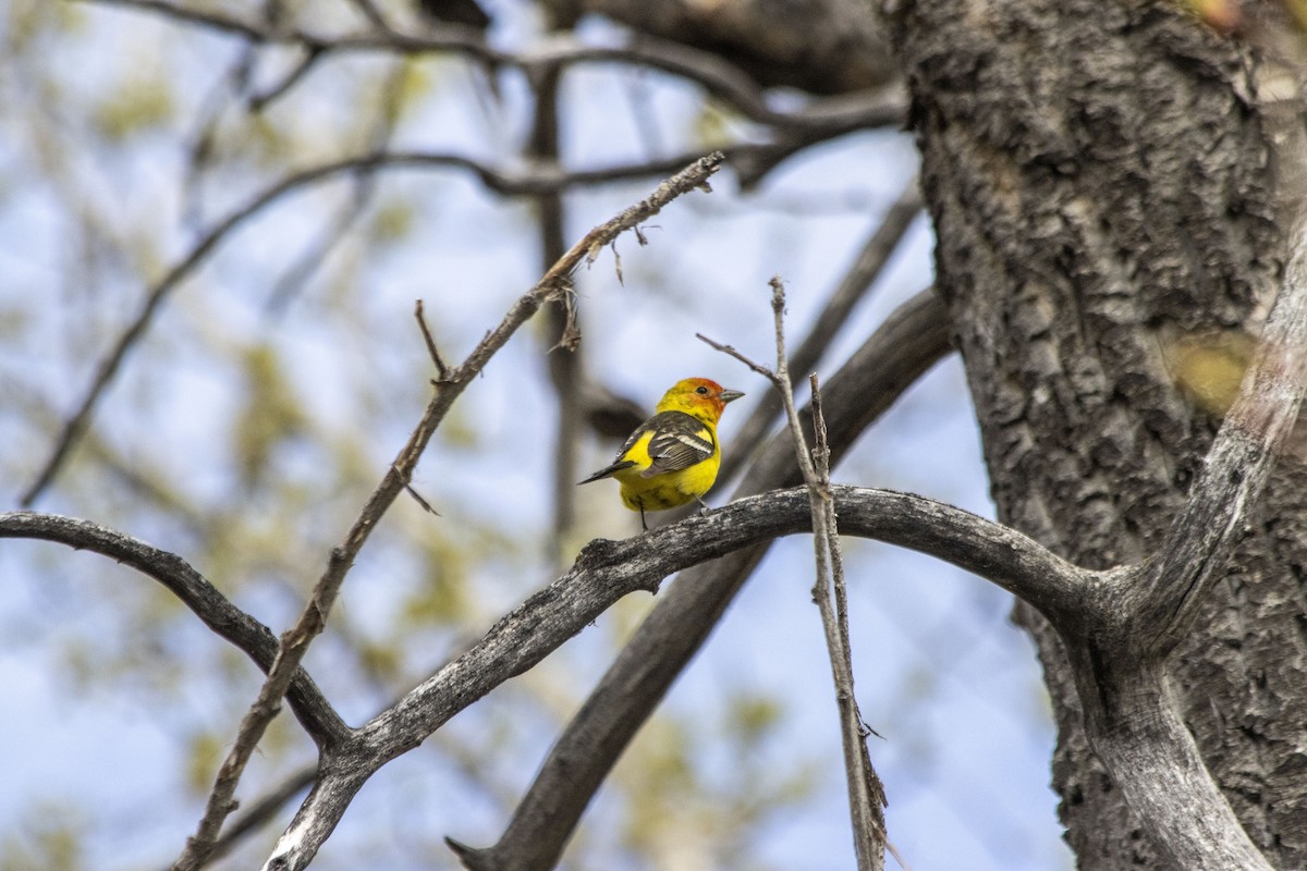 Western Tanager - ML618692251