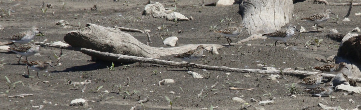 Semipalmated Sandpiper - Becky Lutz