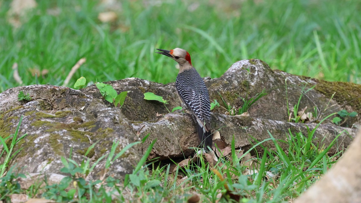 Golden-fronted Woodpecker - ML618692302