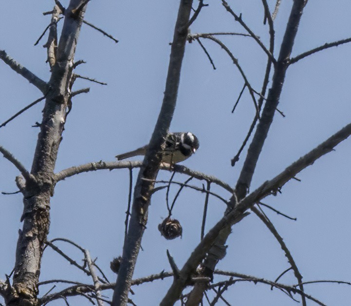 Black-throated Gray Warbler - ML618692327