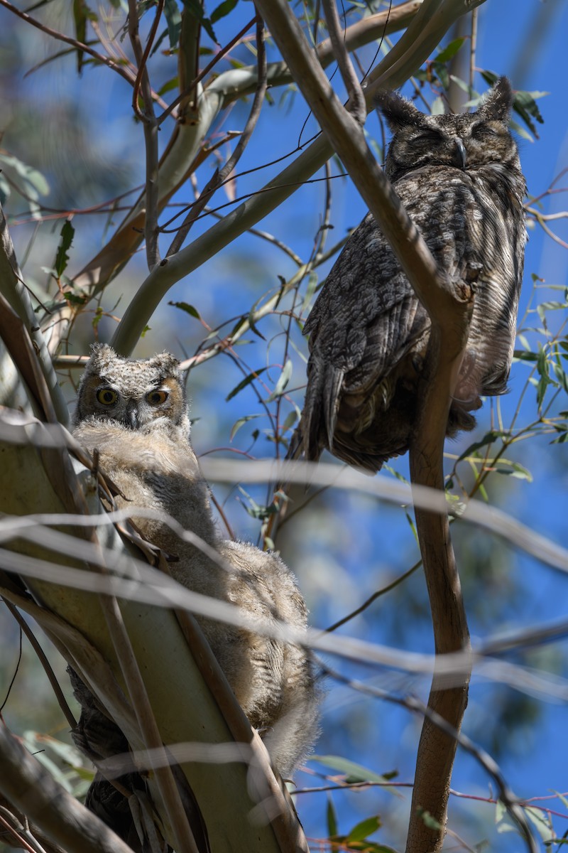 Great Horned Owl - ML618692340
