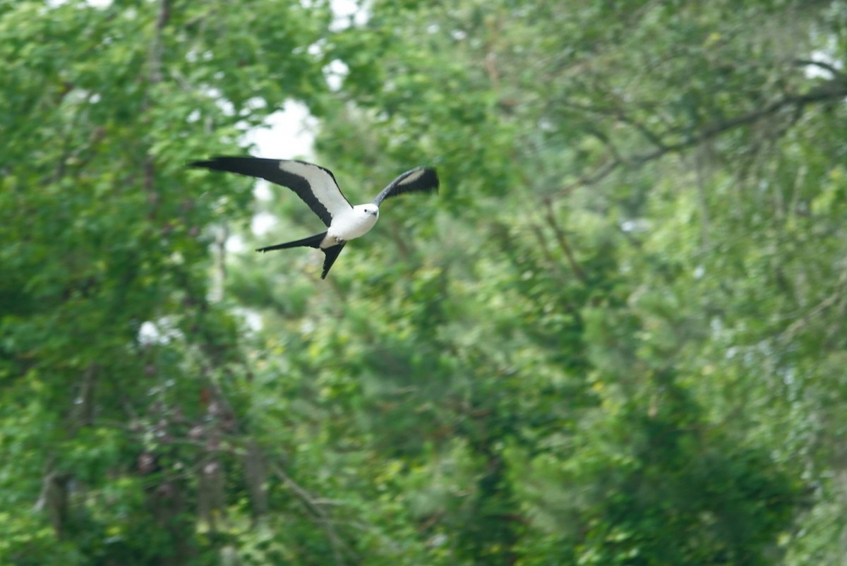 Swallow-tailed Kite - ML618692349