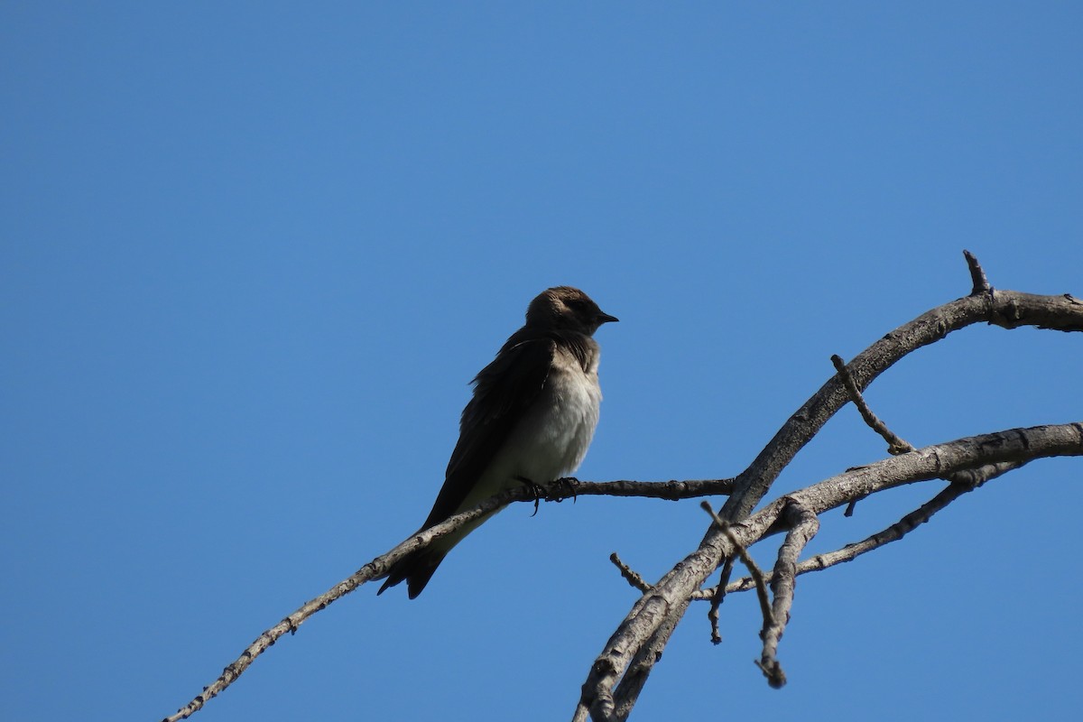 Northern Rough-winged Swallow - ML618692389