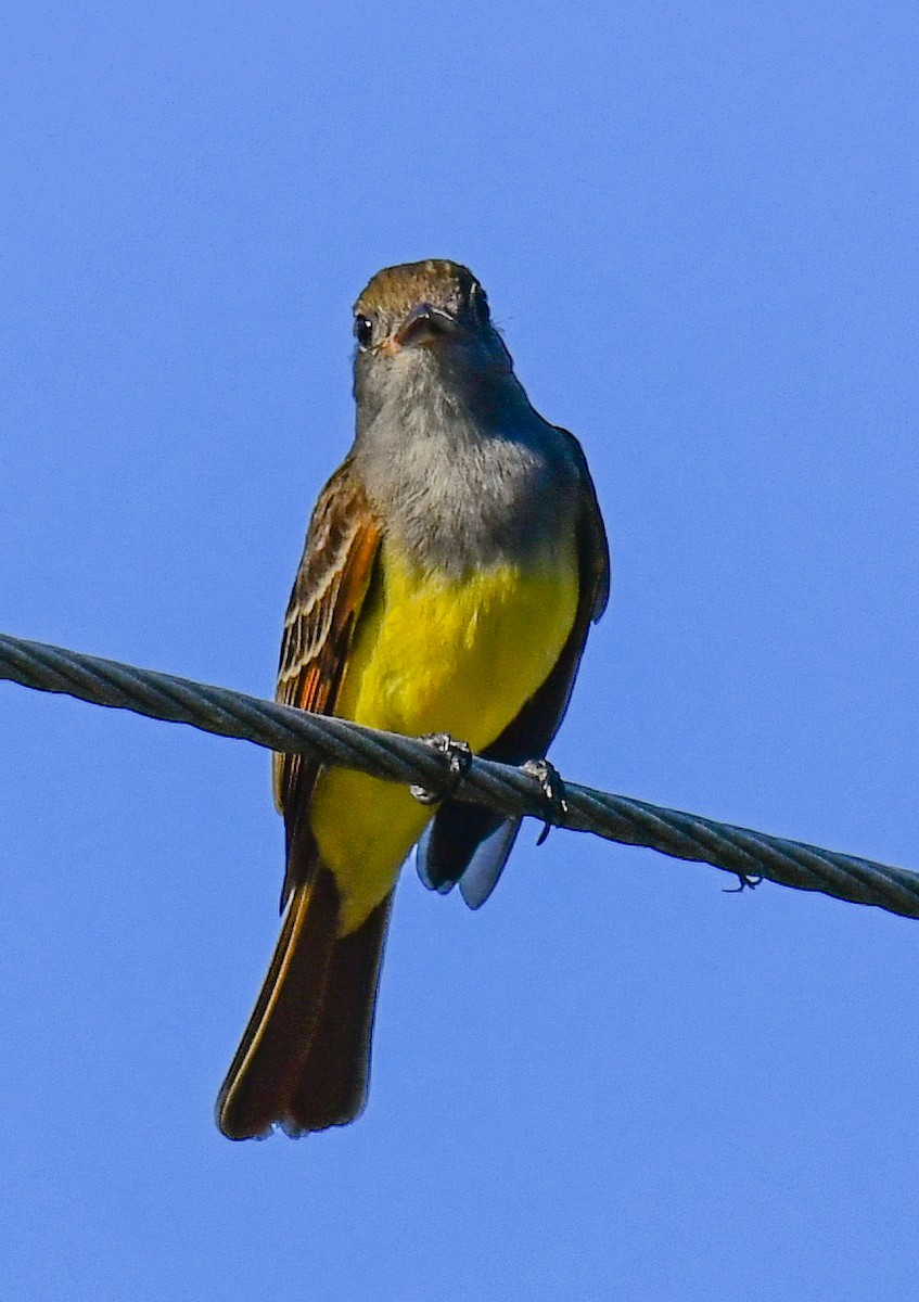 Great Crested Flycatcher - ML618692417
