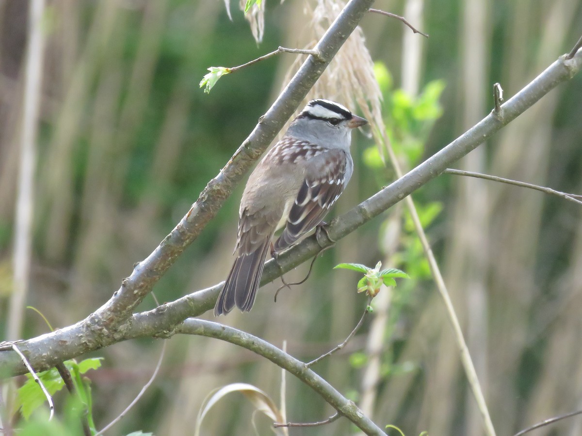 White-crowned Sparrow - ML618692436