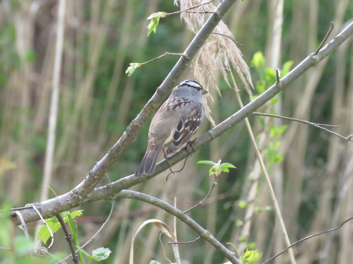 White-crowned Sparrow - ML618692453