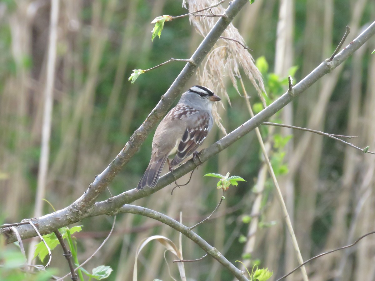 White-crowned Sparrow - ML618692454