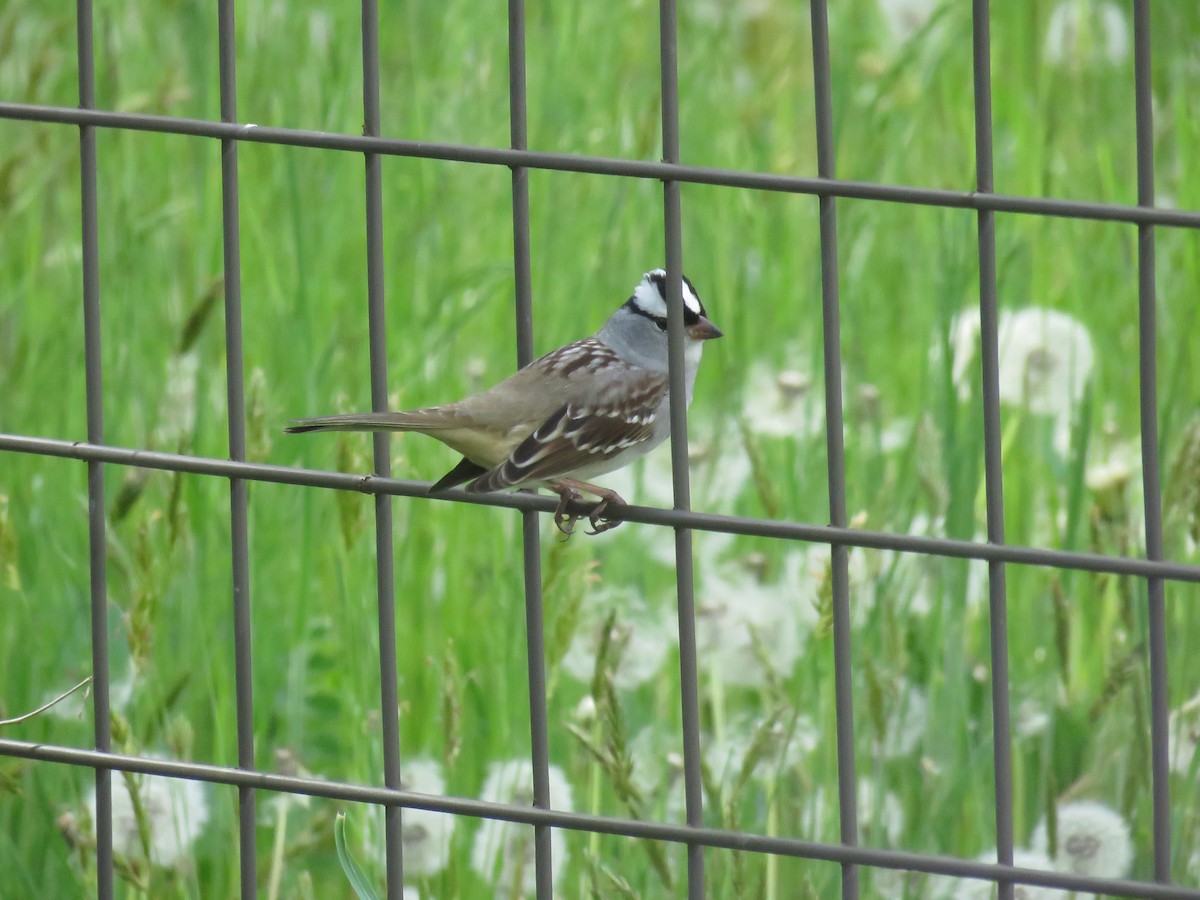 White-crowned Sparrow - ML618692477