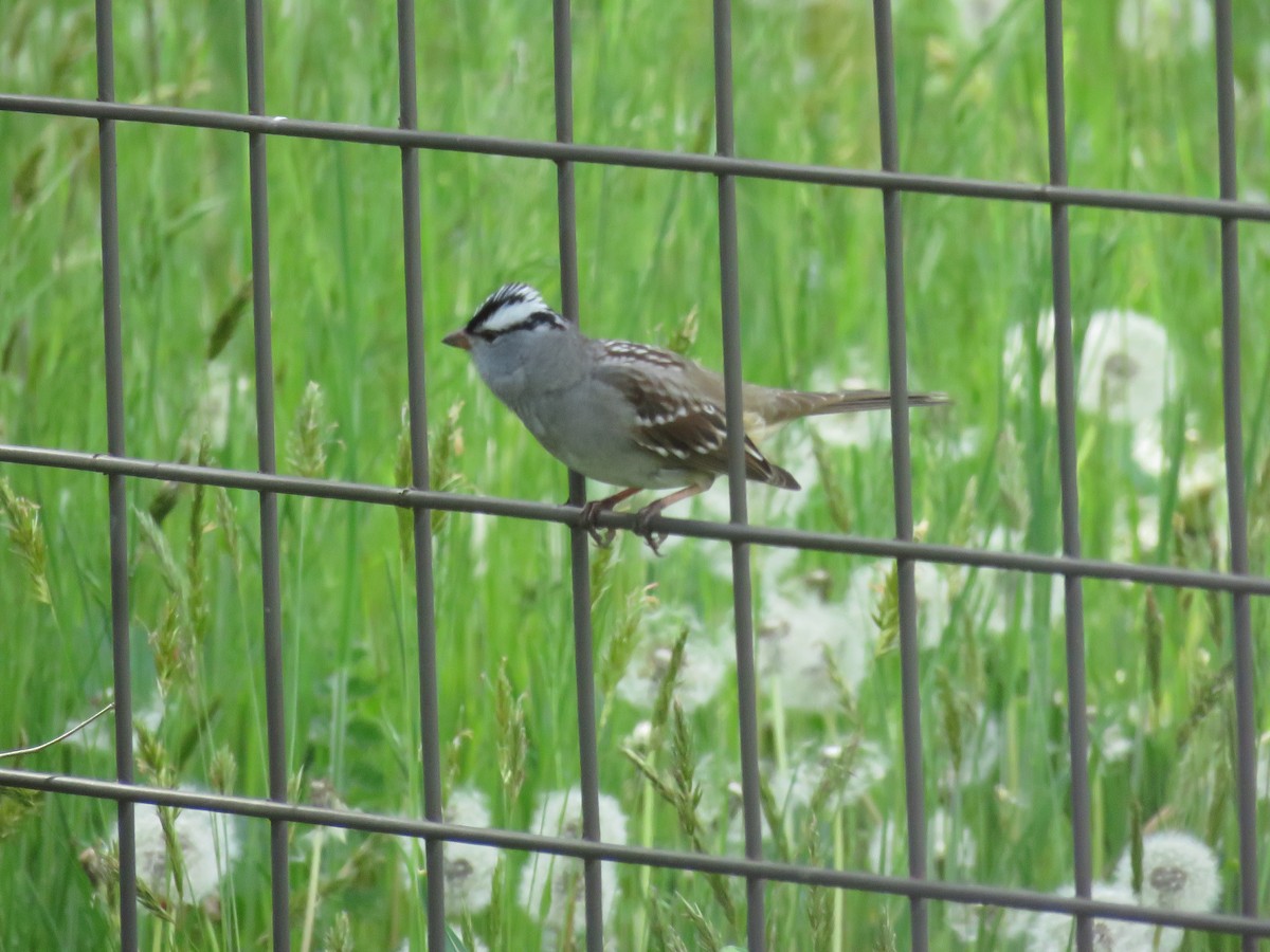 White-crowned Sparrow - ML618692478
