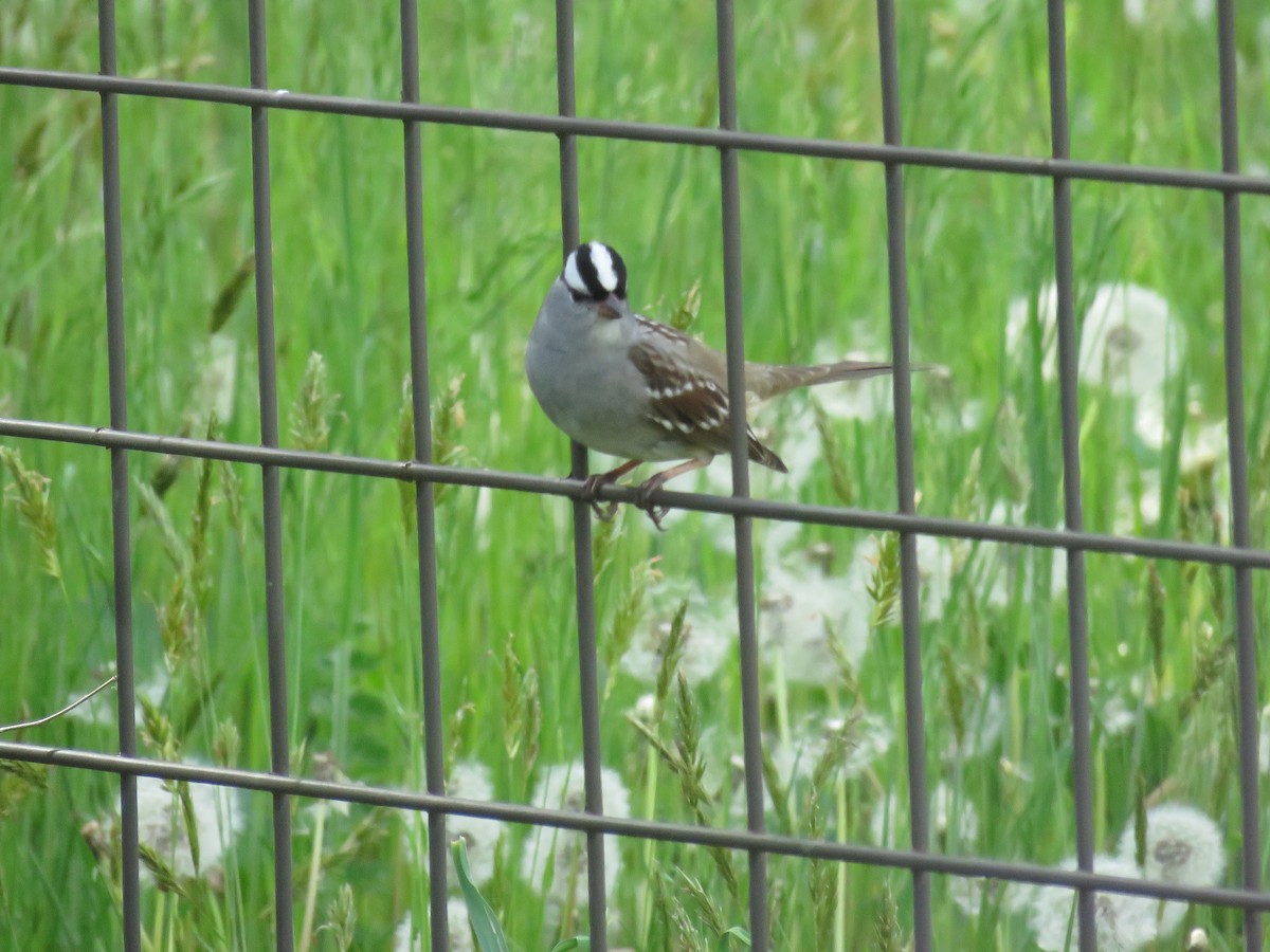 White-crowned Sparrow - ML618692479