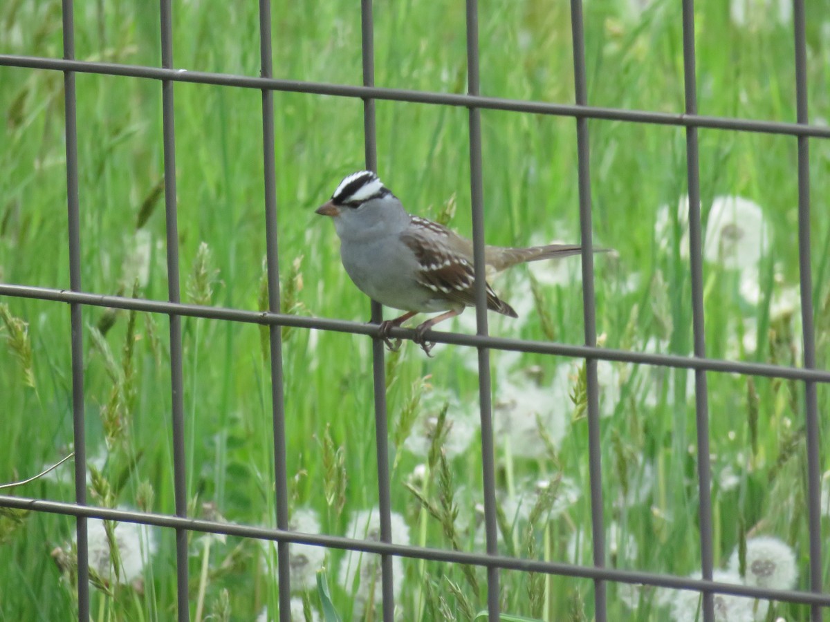 White-crowned Sparrow - ML618692480